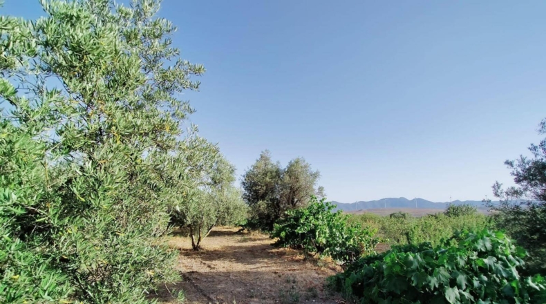 Granada - Nigüelas - 3696m2
