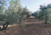 Земля на продажу у города Nigüelas. Фото