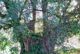 Foto 11