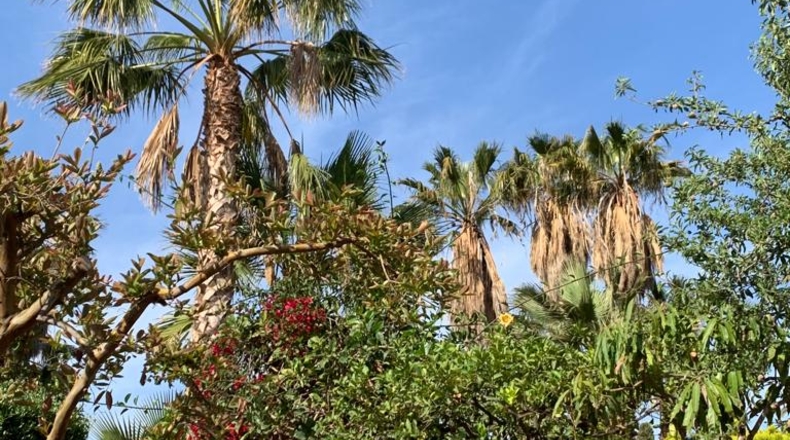 Granada - Salobreña - 800m2