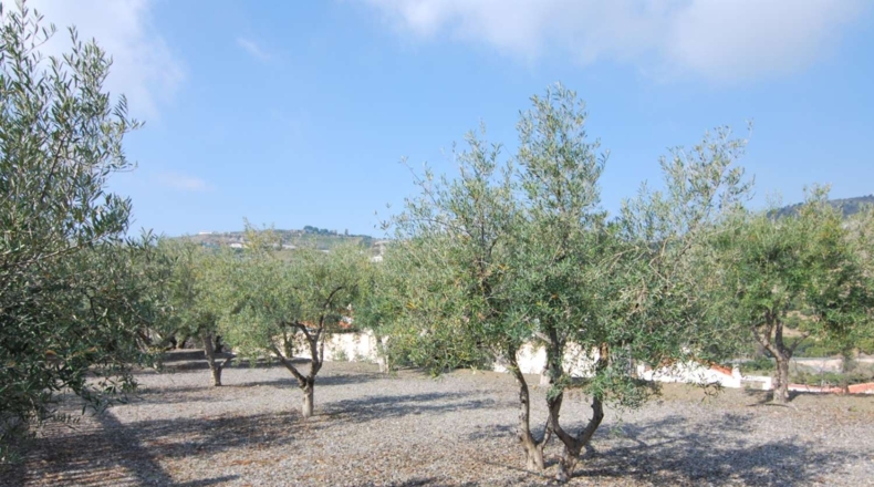Granada - Ítrabo - 20000m2