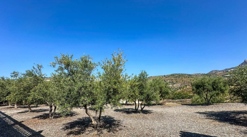 Granada - Ítrabo - 20000m2