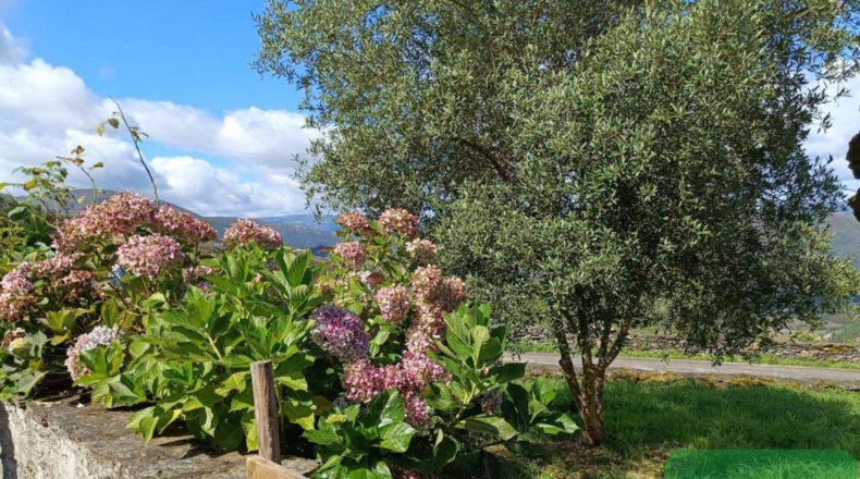 Asturias - Villayón - 900m2