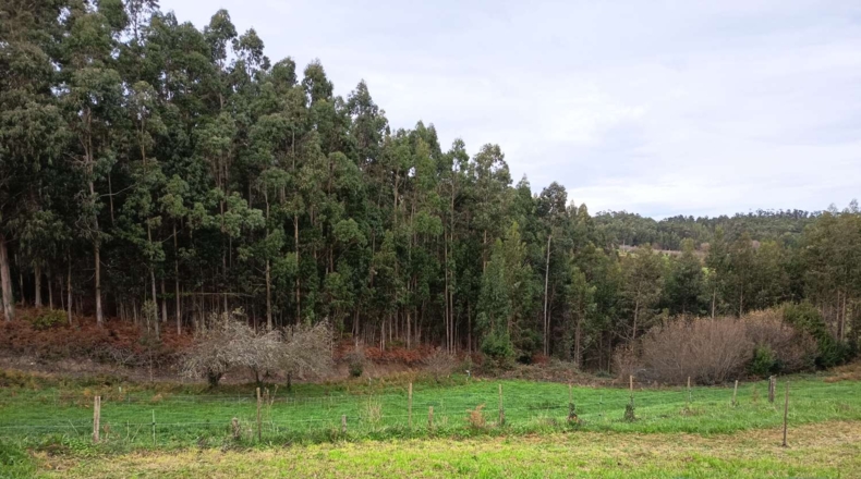 La Corunya - Ortigueira - 2900m2