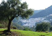 Terreno no urbanizable en venta en Benahavís ref: TR225152 foto