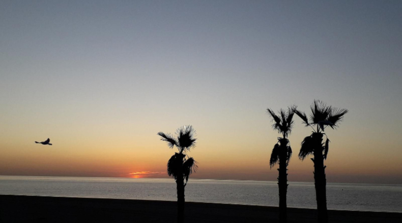 Malaga - Estepona - 571m2