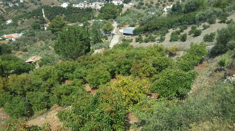 Málaga - Frigiliana - 5600m2