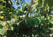 Дом с участком на продажу в городе Motril. Фото