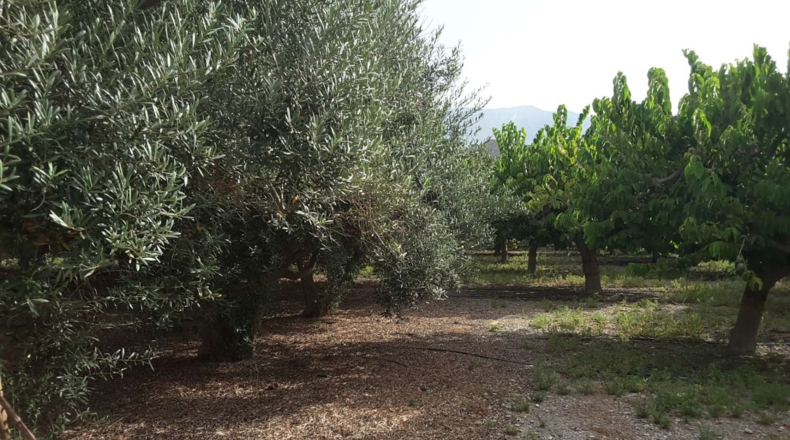 Granada - Motril - 3962m2