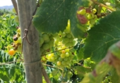 Дом с участком на продажу в городе Motril. Фото