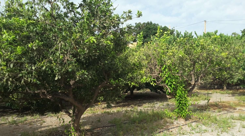 Granada - Motril - 3962m2