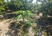 Дом с участком на продажу в городе Motril. Фото