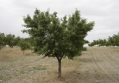 Villa with land for sale in Gor ref: TR69945 photo