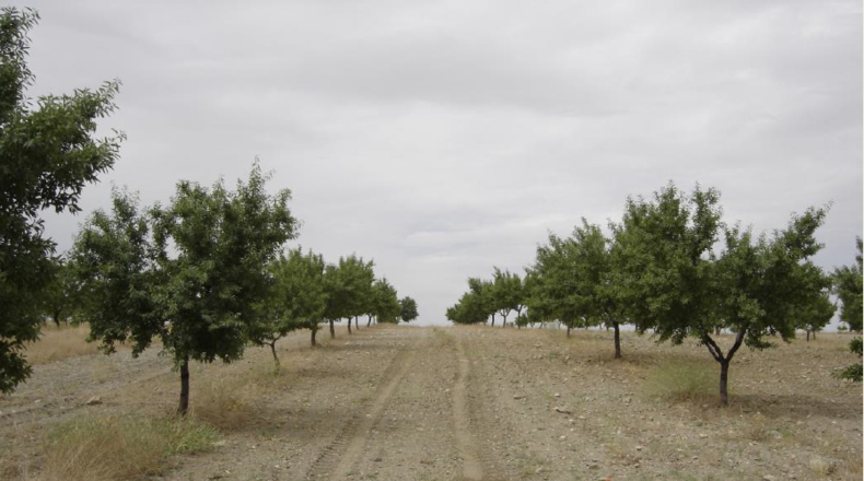 Granada - El Jueves - 500000m2