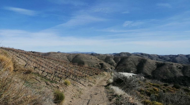 Granada - Salas-Contraviesa - 15000m2