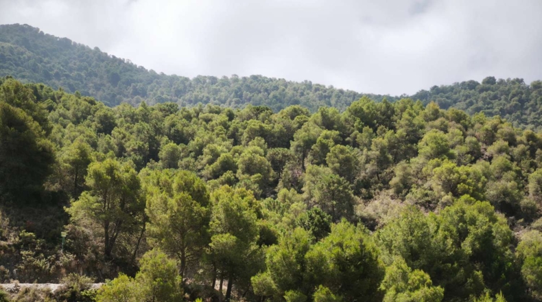 Málaga - Cómpeta - 371m2