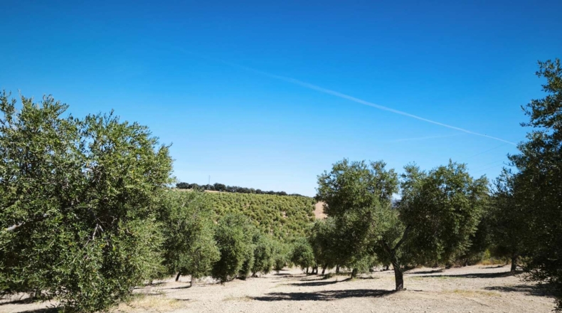 Málaga - Ronda - 502900m2