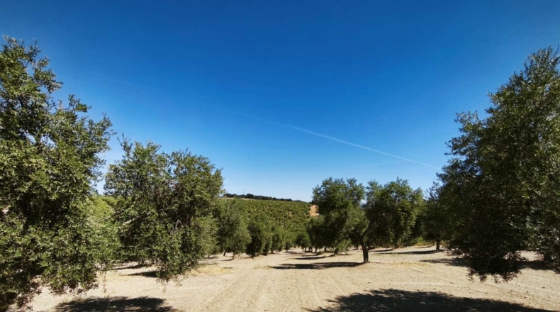 Málaga - Ronda - 502900m2