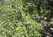 Non-developable land for sale in Ronda ref: TR345639 photo