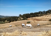 Vil·la amb terreny en venda a Ronda ref.: TR346422 foto