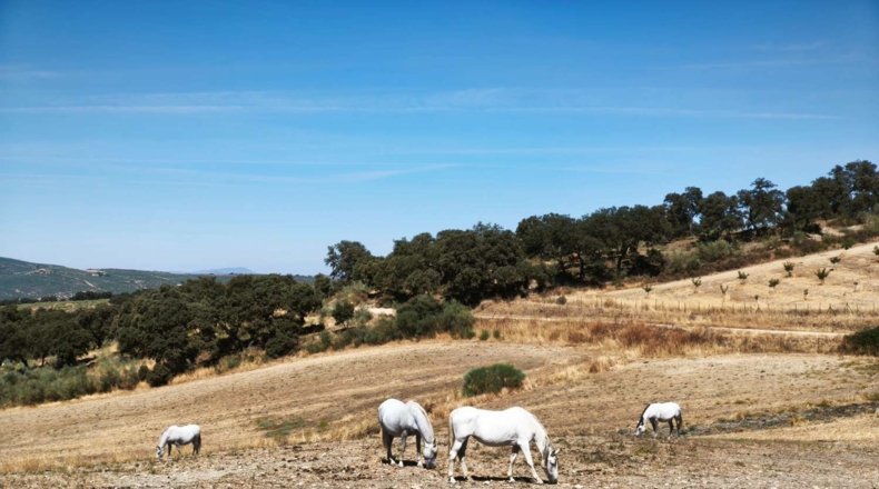 Malaga - Ronda - 840800m2