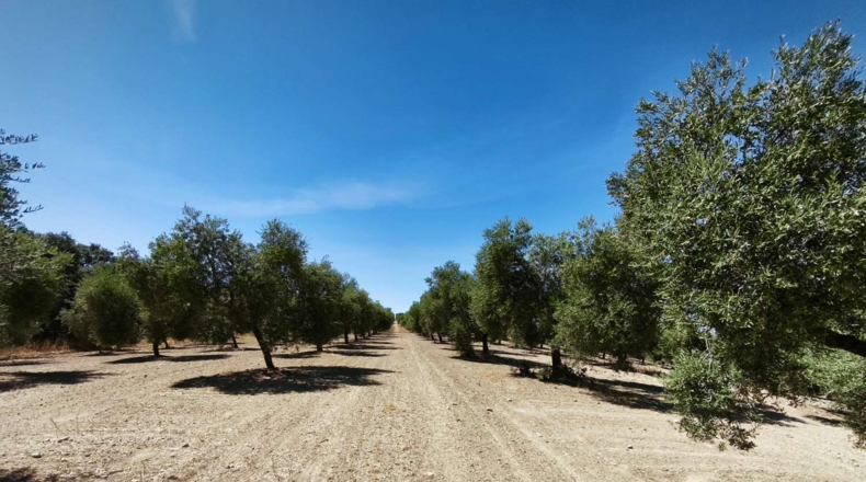 Malaga - Ronda - 840800m2