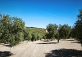 Vil·la amb terreny en venda a Ronda ref.: TR346546 foto