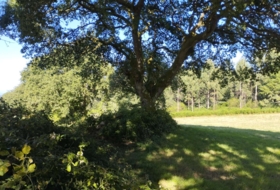 Begonte 37243&nbsp;m²