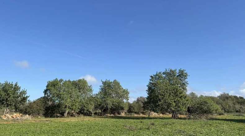 Islas Baleares - Феланич - 20000m2