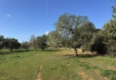 Non-developable land for sale on Poligono. 07100, Felanitx, ref: TR231627 photo