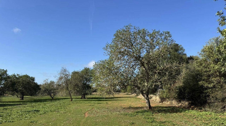 Islas Baleares - Феланич - 20000m2