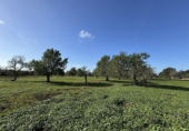 Non-developable land for sale on Poligono. 07100, Felanitx, ref: TR231627 photo