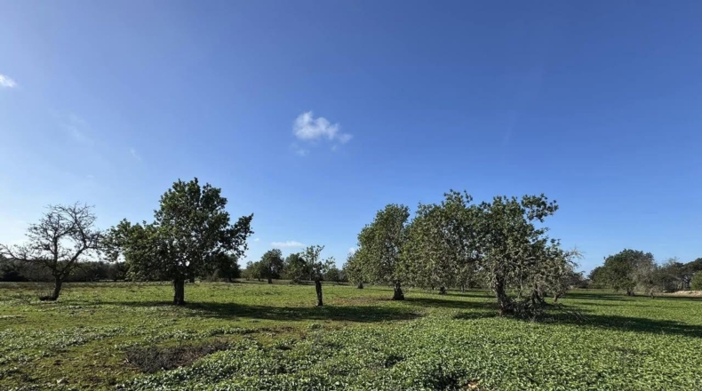 Islas Baleares - Феланич - 20000m2