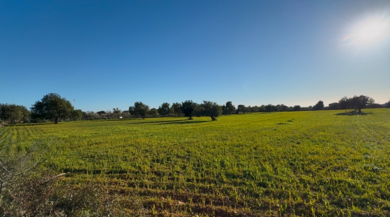 Islas Baleares - Badia Gran - 19000m2