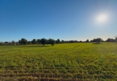 Non-developable land for sale on Via de Servicio M-19. 07609, Llucmajor, ref: TR231825 photo
