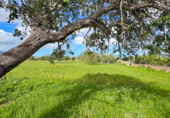 Non-developable land for sale on Via de Servicio M-19. 07609, Llucmajor, ref: TR231825 photo