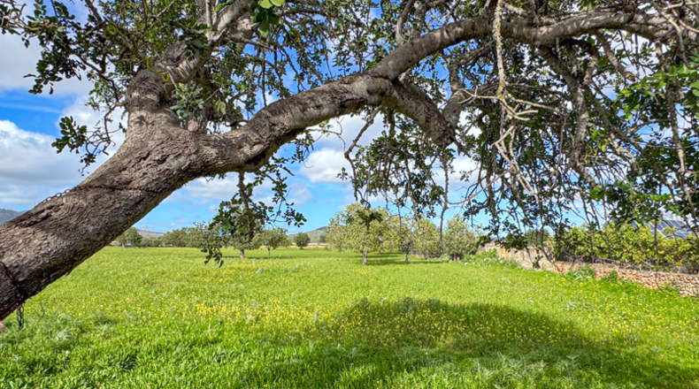 Islas Baleares - Badia Gran - 19000m2