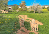 Finca rústica en venta en la Cami de Son Puigserver. 07620, Llucmajor, ref: TR231834 foto