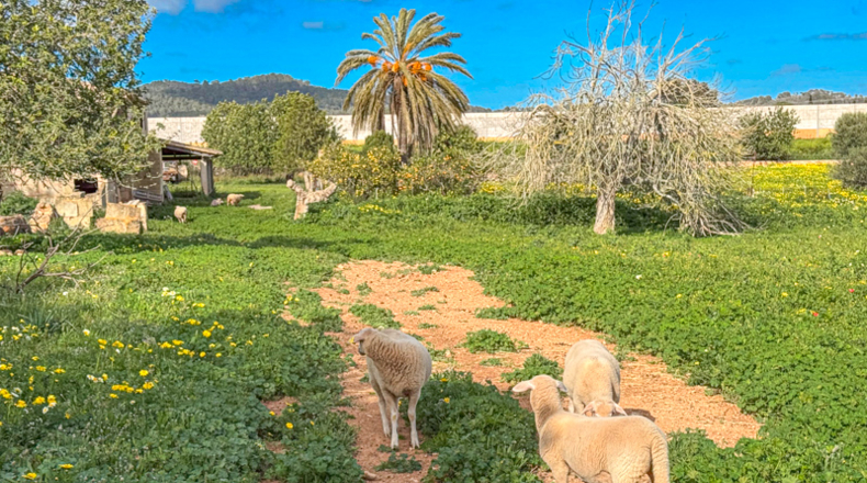 Illes Balears - Llucmajor - 200000m2