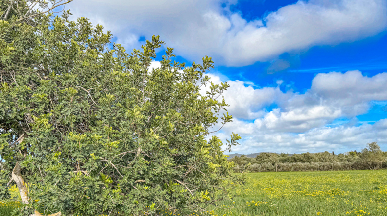 Illes Balears - Llucmajor - 200000m2