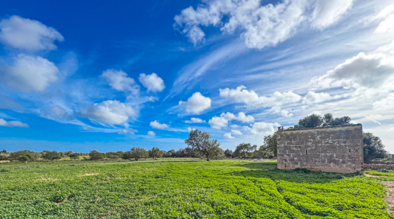 Illes Balears - Llucmajor - 200000m2