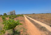 Non-developable land for sale in Felanitx ref: TR306738 photo