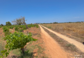 Non-developable land for sale in Felanitx ref: TR306738 photo