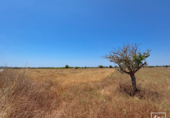 Non-developable land for sale in Felanitx ref: TR306738 photo