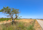Non-developable land for sale in Felanitx ref: TR306738 photo