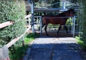 Finca rústica en venta en la España, Villacarriedo, ref: TR184295 foto