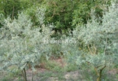 Finca rústica en venda a Arrúbal ref.: TR234452 foto