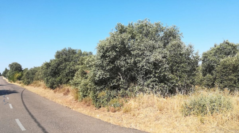 Badajoz - Badajoz - 5000m2