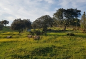 Parcel·la urbanitzable en venda a Badajoz ref.: TR233155 foto