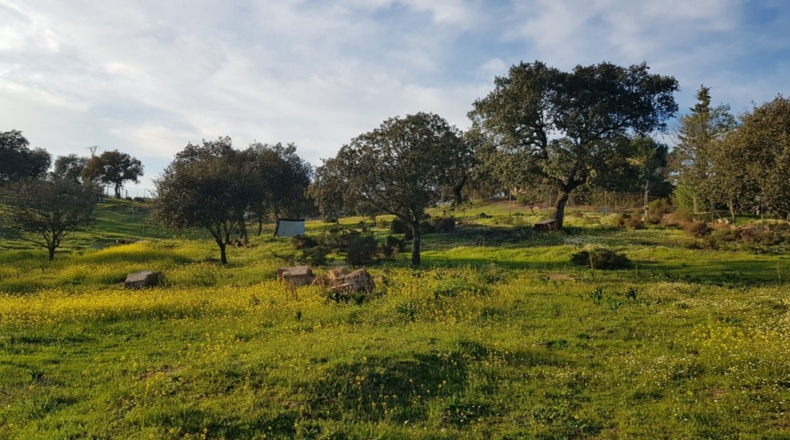 Badajoz - Badajoz - 7270m2